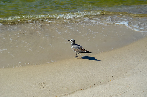 Birds on the Beach, Seagull and Great Blue Heron, October in Orange Beach, Alabama
