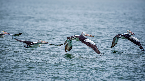 Pelican flying above the water in the Gippsland Lakes