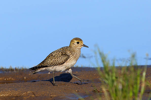 istock Young eurasian golden plover 185870292