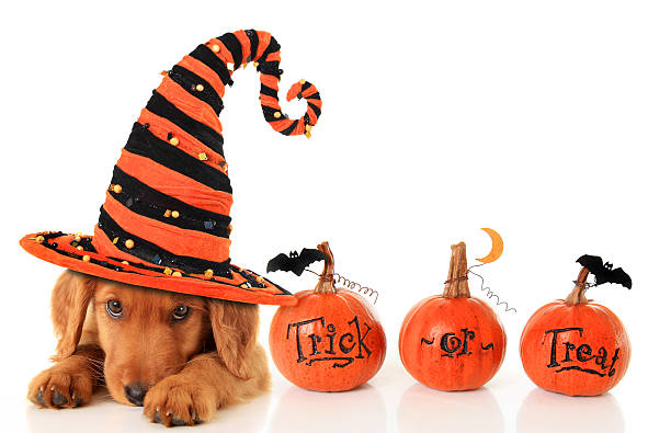 Halloween puppy Cute puppy wearing a Halloween witch hat. dog in halloween hat of witch stock pictures, royalty-free photos & images