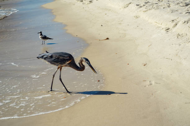 Birds on the Beach, Seagull and Great Blue Heron, October in Orange Beach, Alabama
