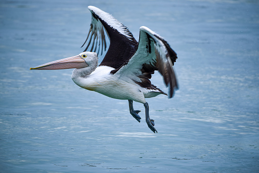 Pelican flying above the water in the Gippsland Lakes