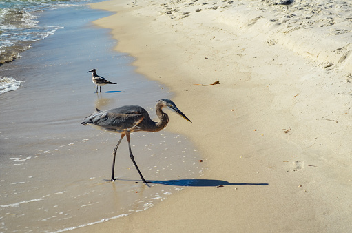 Birds on the Beach, Seagull and Great Blue Heron, October in Orange Beach, Alabama