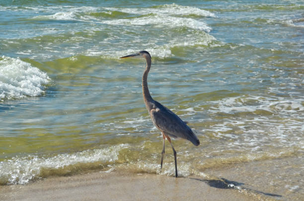 istock Birds on the Beach, Seagull and Great Blue Heron 1858704670