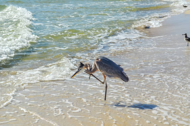 Birds on the Beach, Seagull and Great Blue Heron, October in Orange Beach, Alabama