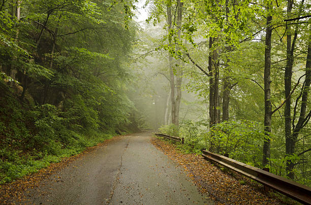 istock Road in autumn wood. 185870644