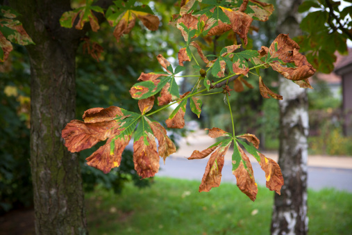 Horse chestnut leaves drying  in the park