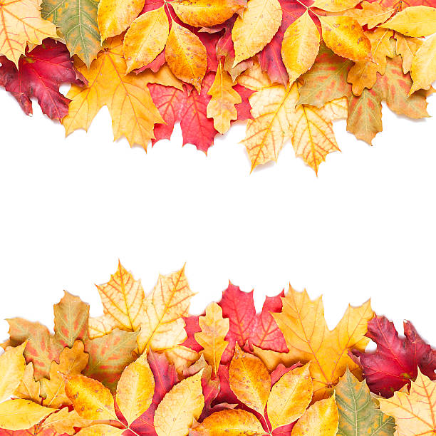autunno leafs su sfondo bianco - leaf autumn leafes tree foto e immagini stock
