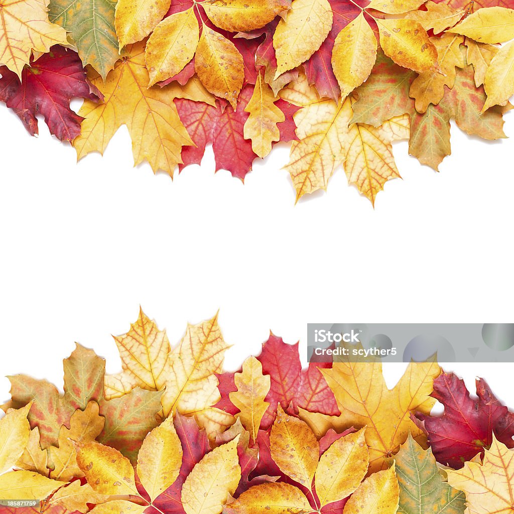 autumn leafs on white background Autumn Stock Photo