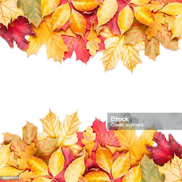 Autumn Leafs On White Background Stock Photo - Download Image Now - Autumn, Cut Out, Beauty