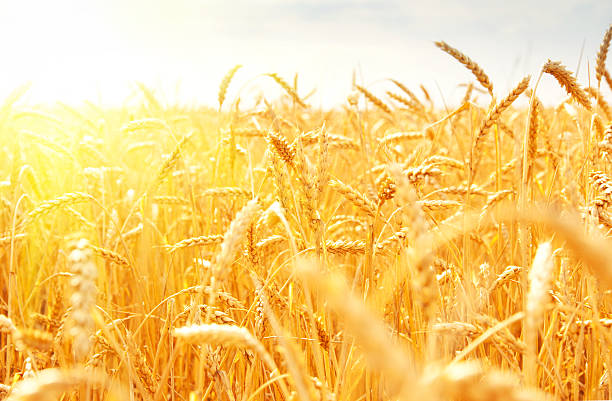 Orange field of wheat stalks in sunlight wheat field oat crop stock pictures, royalty-free photos & images