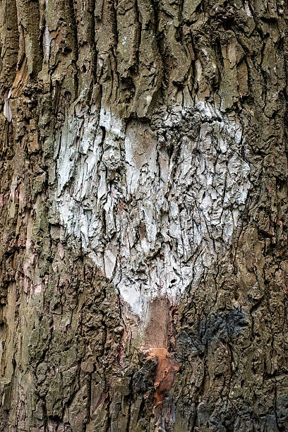 istock White heart on wood bark 185873924