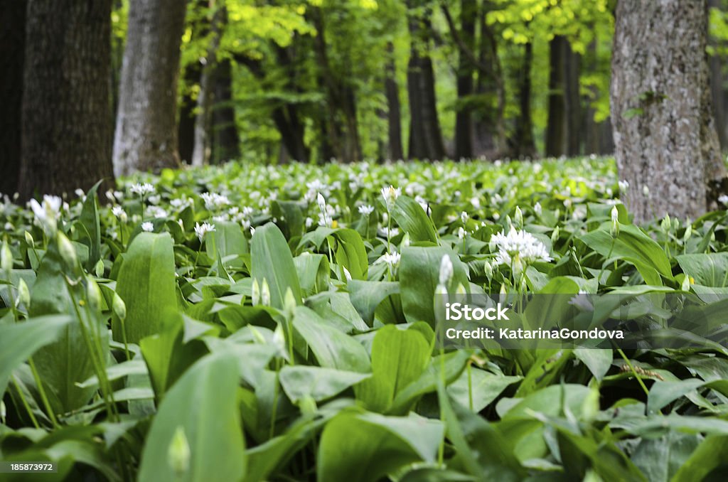 wild garlic field of wild garlic flower Flower Stock Photo