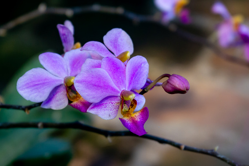Phalaenopsis equestris is a flowering plant of the orchid genus Phalaenopsis and native to Philippines and Taiwan. Selective focus