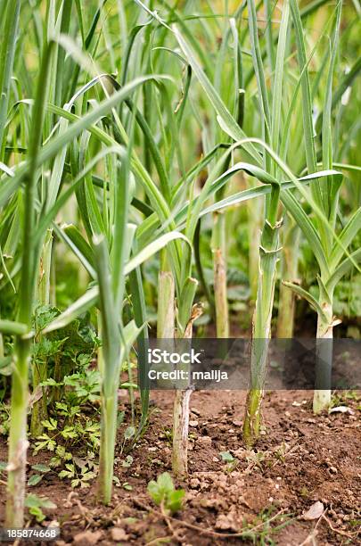 Puerro Plantas En Fila Foto de stock y más banco de imágenes de Abono - Abono, Agricultura, Ajo