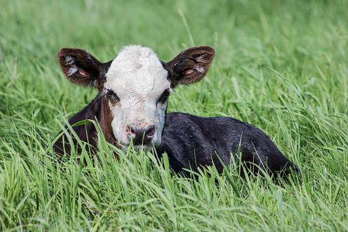 White faced calf laying in green grass.
