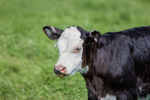 Black baldy calf on green grass.