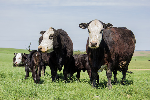Black baldy cows and calves on summer pasture.