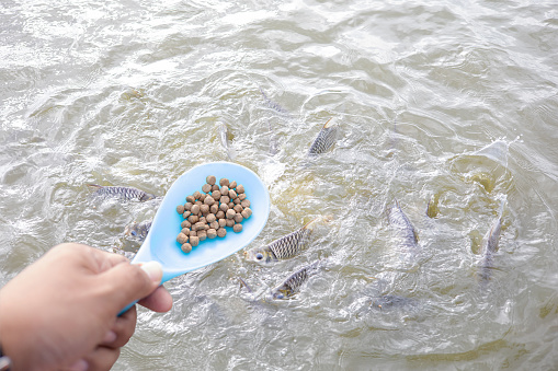 Holding a blue spoon, scooping food, fish that swim on the surface of the water, focus on the spoon.