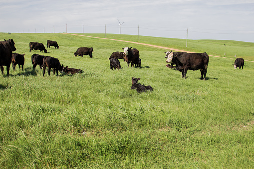 Herd of beef cattle on summer pasture.