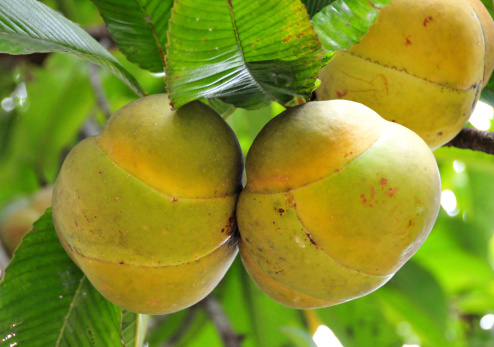 Elephant Apples, fruits of the Dillenia indica tree - acidic fruit, onions flavored edible pulp