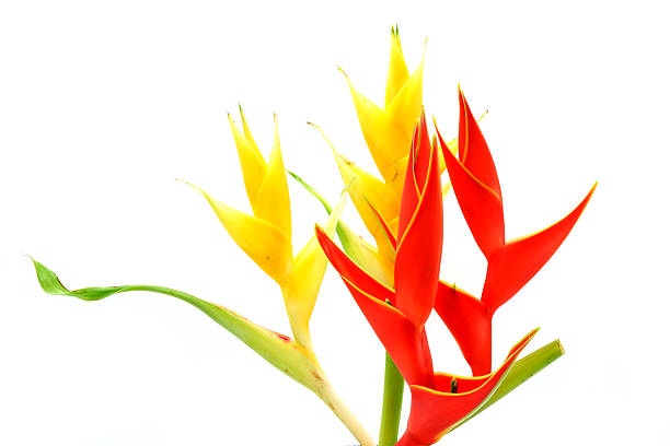 istock Beautiful Heliconia (H. caribaea Lamarck) 