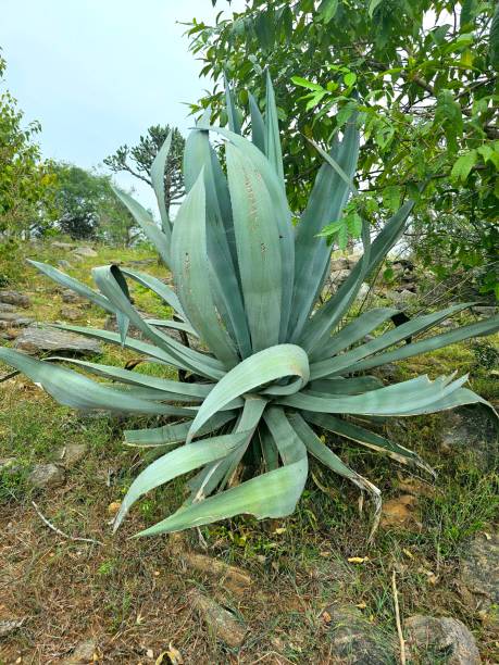 istock Beautiful big green Century plant 1858772832