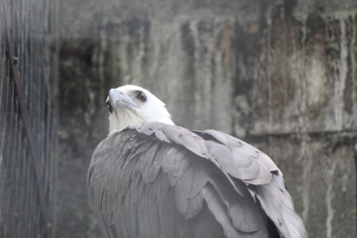 Haliastur indus or Bondol Eagle is one of the medium-sized eagle species. The head, neck, nape, coat and chest are white with thin black lines. The back, wings, belly and tail are reddish brown. The beak is pale white and grayish at the base.