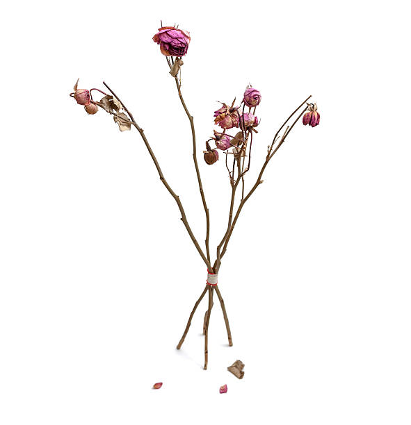 istock Dried Pink Roses Isolated on White 185877450