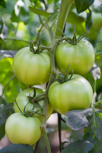 Green tomatoes  on a vine close-up shot
