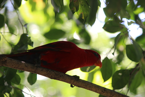 Eos bornea, the Moluccan parrot has a dominant red plumage color with a reddish-brown tail, blue under-tail coverts, and gray legs. It can be found in Indonesia (Moluccas), Papua New Guinea, and Australia.