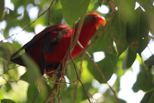 Eos bornea, the Moluccan parrot has a dominant red plumage color with a reddish-brown tail, blue under-tail coverts, and gray legs. It can be found in Indonesia (Moluccas), Papua New Guinea, and Australia.
