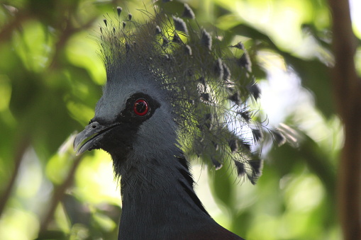 Goura victoria, Victorian Mambruk is the largest pigeon species in the world. It has blue-grey plumage, a fan-like crest with white tips, a purplish maroon breast and a grey bill. It lives in the Papua New Guinea region.