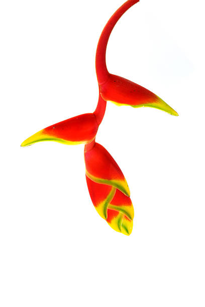 istock Beautiful Heliconia (H. rostrata Ruiz & Pavon) blooming on isola 185877649