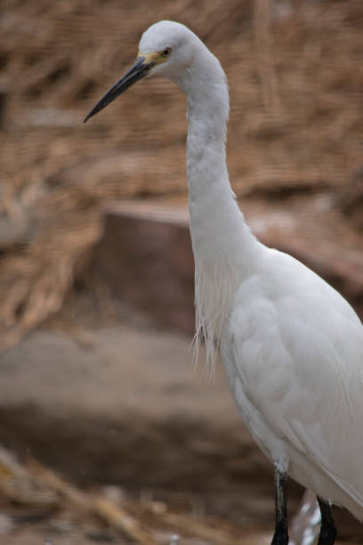istock this is a side view of a great egret 1858776948