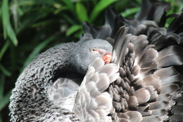 Cygnus atratus, the Black Goose, is a bird whose body is dominated by black feathers. This bird is native to Australia.