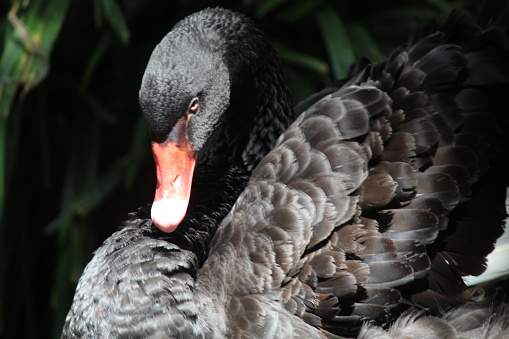 Cygnus atratus, the Black Goose, is a bird whose body is dominated by black feathers. This bird is native to Australia.