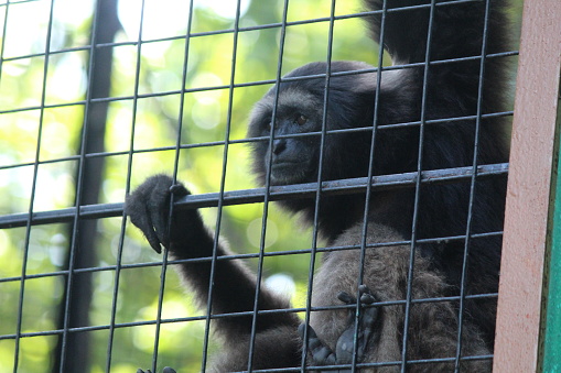 A family of chimps on a tree branch watching something of interest. Mahale Mountain National Park, Tanzania