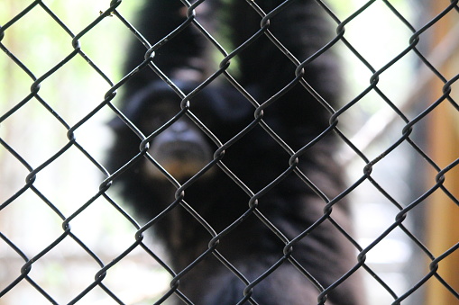 Hylobates moloch, the Javan Gibbon is the only species of Gibbon that can be found on the island of Java. The distinctive feature of the Javan Gibbon is its grayish hair.