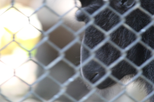 An ape cage with a blur of hanging apes in the background. suitable for ape themes and backgrounds.