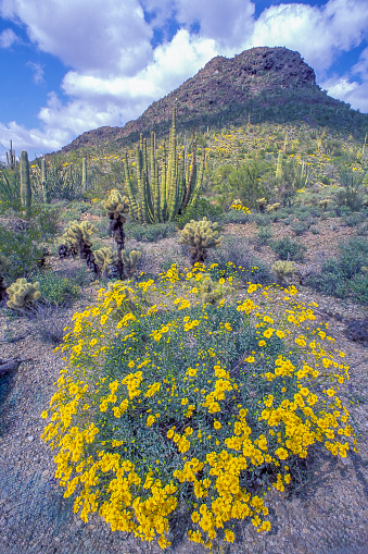 Brittlebush, Encelia farinosa farinosa; Organ Pipe Cactus, Cereus thurberi; Teddy Bear Cholla, Opuntia bigelovii. Organ Pipe National Park, Arizona. Sprint time with flowers.