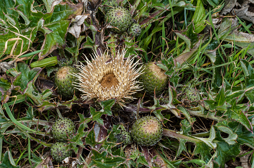 Alameda thistle; Asteraceae; Brownie Thistle; California Coast; Cirsium quercetorum; Endemic; Perennial; Sea Ranch; Sonoma County; botany; brown; day; flora; green; native; no people; outdoors; photograph; plant; tan; wildflower; flower; photography