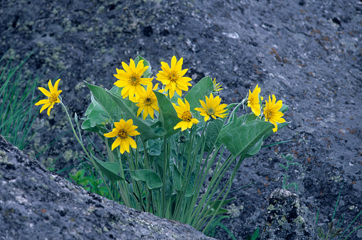 Balsamorhiza sagittata is a species of flowering plant in the sunflower tribe of the plant family Asteraceae known by the common name arrowleaf balsamroot. Yellowstosne National Park, Wyoming.