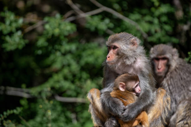 고원에서 작은 원숭이에게 먹이를 주는 두 마리의 암컷 원숭이 - animal ape monkey bonding 뉴스 사진 이미지