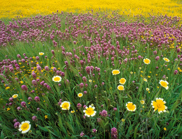 Layia platyglossa; Two-toned Tidytips; Castilleja exserta; Purple Owl's clover; Lasthenia sp.; Goldfields; Carrizo Plain; San Luis Obispo County; California; Carrizo Plain National Monument; yellow; purple; field of flowers; mixed flowers layia platyglossa; tidytips de dos tonos; castilleja exserta; trébol de búho morado; lasthenia sp.; goldfields; llanura de carrizo; condado de san luis obispo; california; monumento nacional llanura del carrizo; amarillo; morado; campo de flores; flores