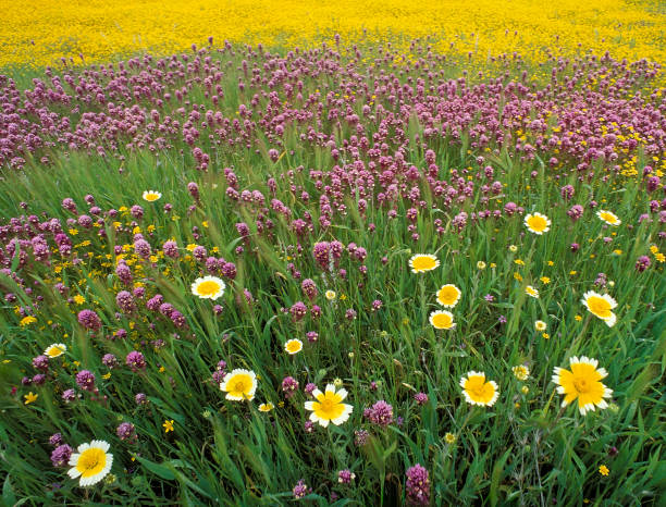 Layia platyglossa; Two-toned Tidytips; Castilleja exserta; Purple Owl's clover; Lasthenia sp.; Goldfields; Carrizo Plain; San Luis Obispo County; California; Carrizo Plain National Monument; yellow; purple; field of flowers; mixed flowers Layia platyglossa; Two-toned Tidytips; Castilleja exserta; Purple Owl's clover; Lasthenia sp.; Goldfields; Carrizo Plain; San Luis Obispo County; California; Carrizo Plain National Monument; yellow; purple; field of flowers; mixed flowers carrizo plain stock pictures, royalty-free photos & images