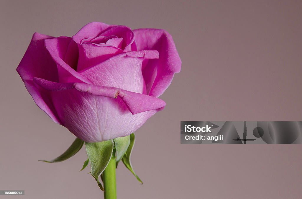 rose - Photo de Arbre en fleurs libre de droits