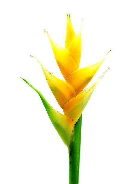 Beautiful Heliconia (H. caribaea Lamarck) \