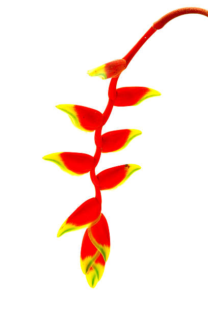 istock Beautiful Heliconia (H. rostrata Ruiz & Pavon) blooming on isola 185880112