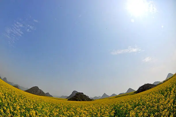 Luoping, Rapeseeds fields, Yunnan, China.